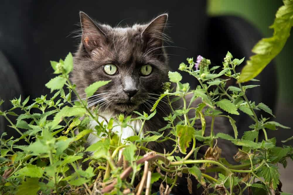猫薄荷植物。
