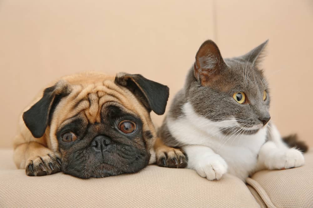 狗和猫坐在沙发上