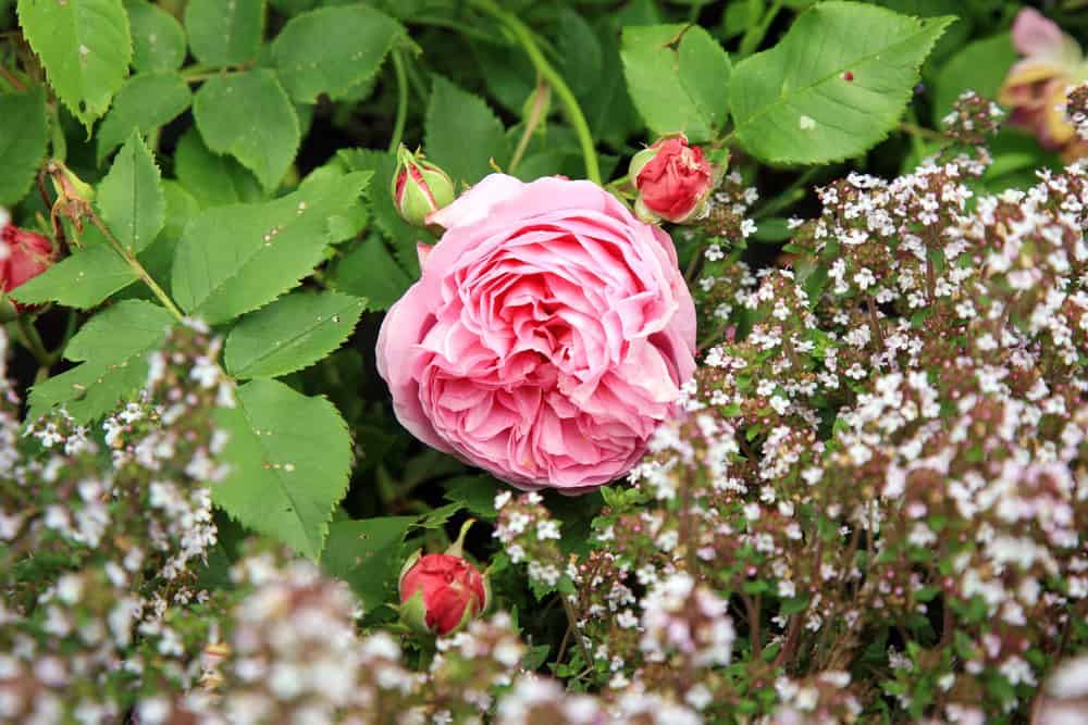 纪念品de la Malmaison波旁玫瑰