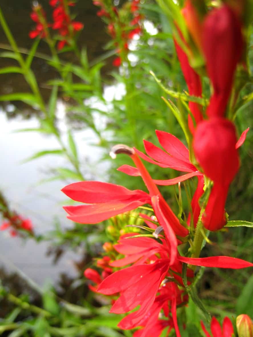 鲜红的红衣主教的花生长在茎池塘旁边