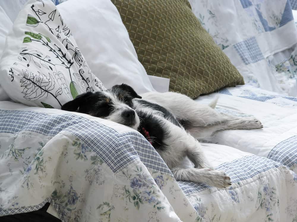 一只狗舒服地睡在盖在沙发上的棉被上。