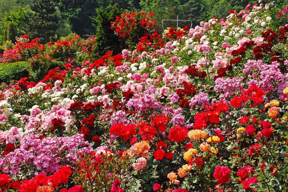 令人难以置信的玫瑰花园，有许多种玫瑰