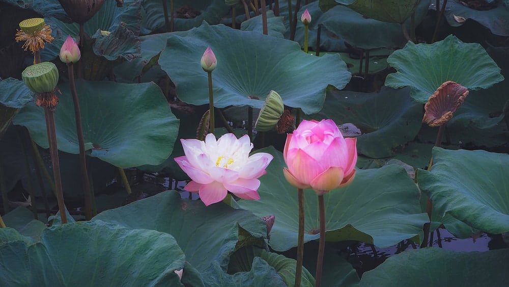 神圣的莲花在明亮的粉红色坐在池塘