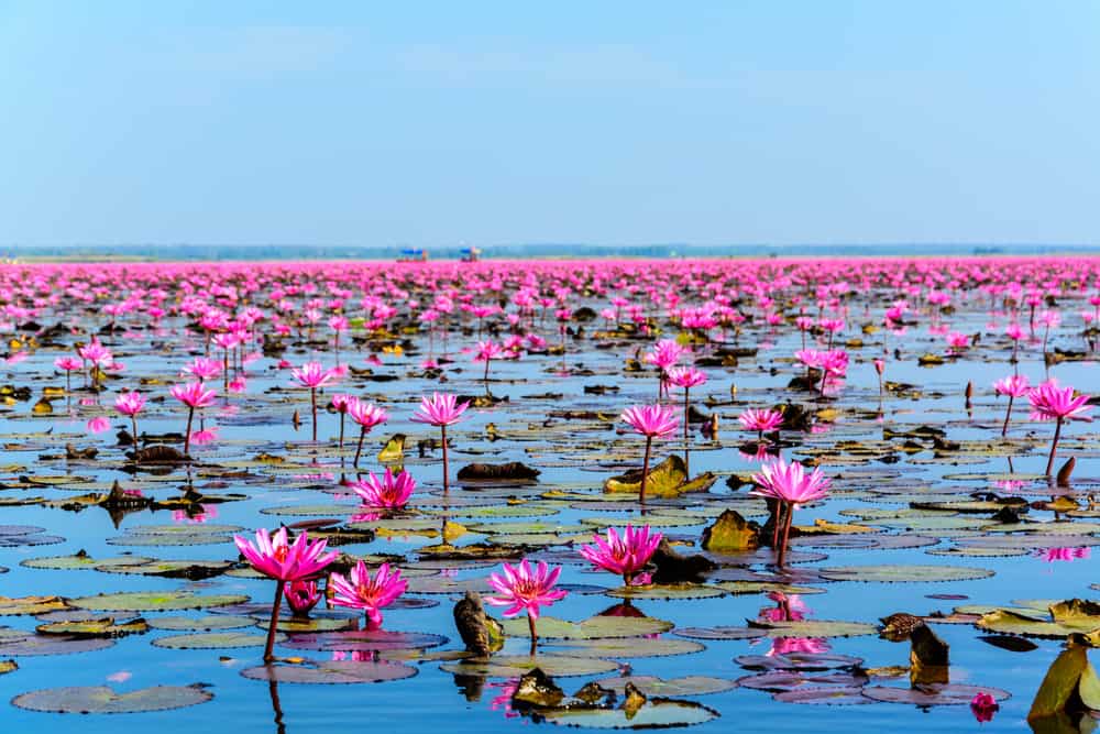 平静的池塘上绽放着令人惊叹的亮粉色莲花