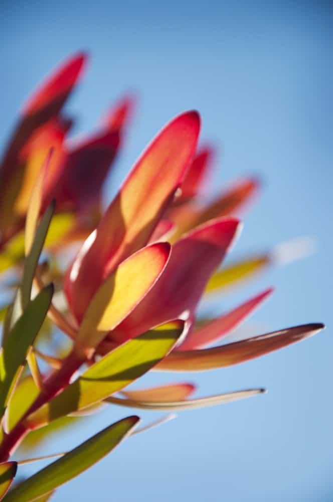 Safari日落protea