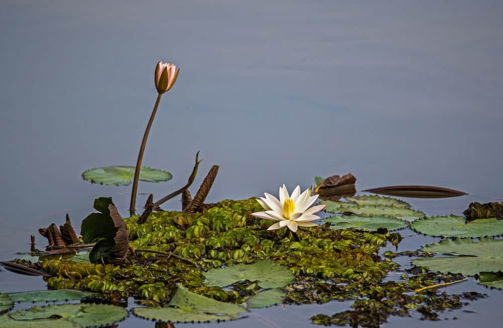 白莲花在平静的池塘里