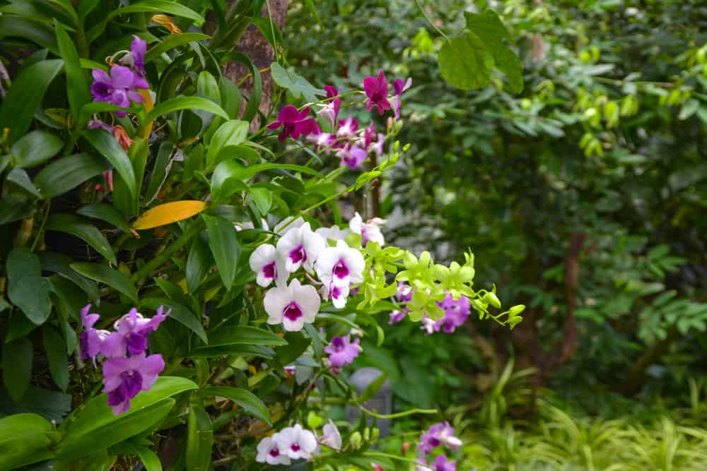 美丽的野生白色和紫色兰花生长在绿色的热带花园