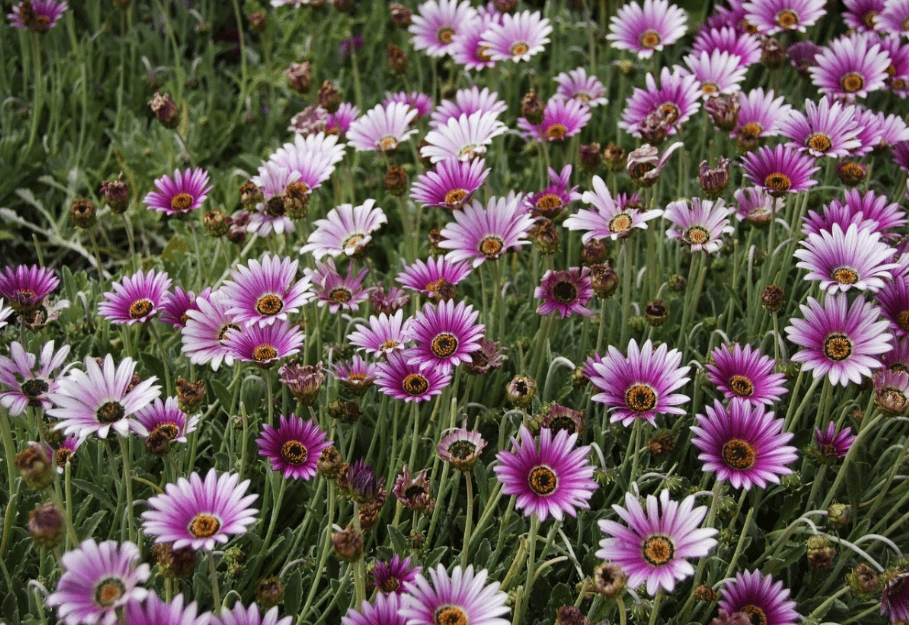 海滩紫菀植物顶部视图拍摄。