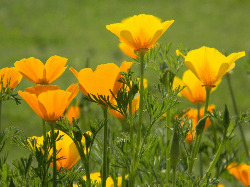 加利福尼亚罂粟在野外拍摄。