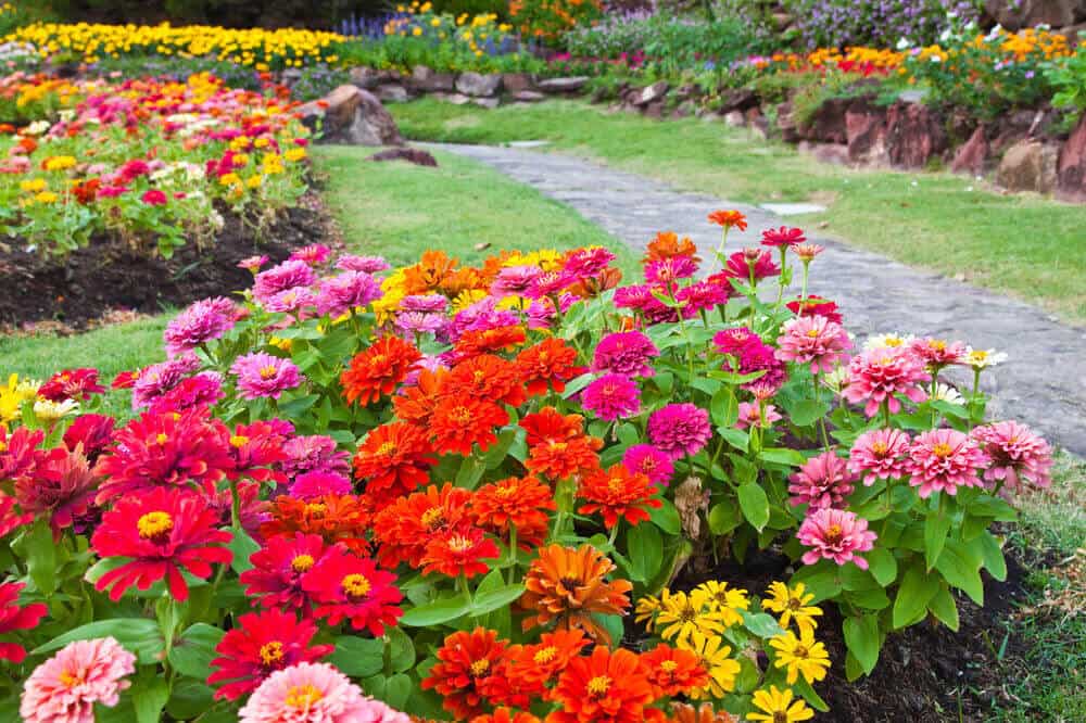 一个有着不同颜色菊花的花园。