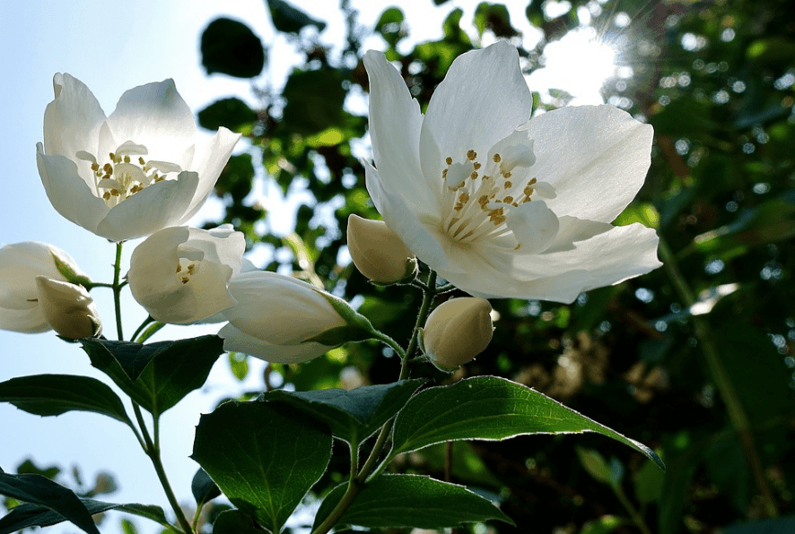 开花的茉莉花植物照片的上部。