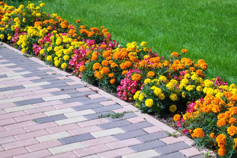 彩色的花朵把草坪和车道分开。
