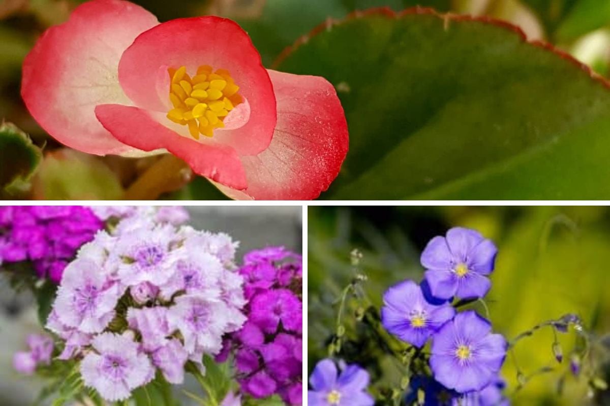 不同种类的一年生花的照片拼贴。