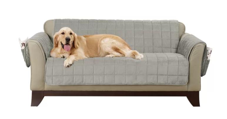 一只金毛猎犬坐在米色沙发上，上面有灰色天鹅绒沙发套。