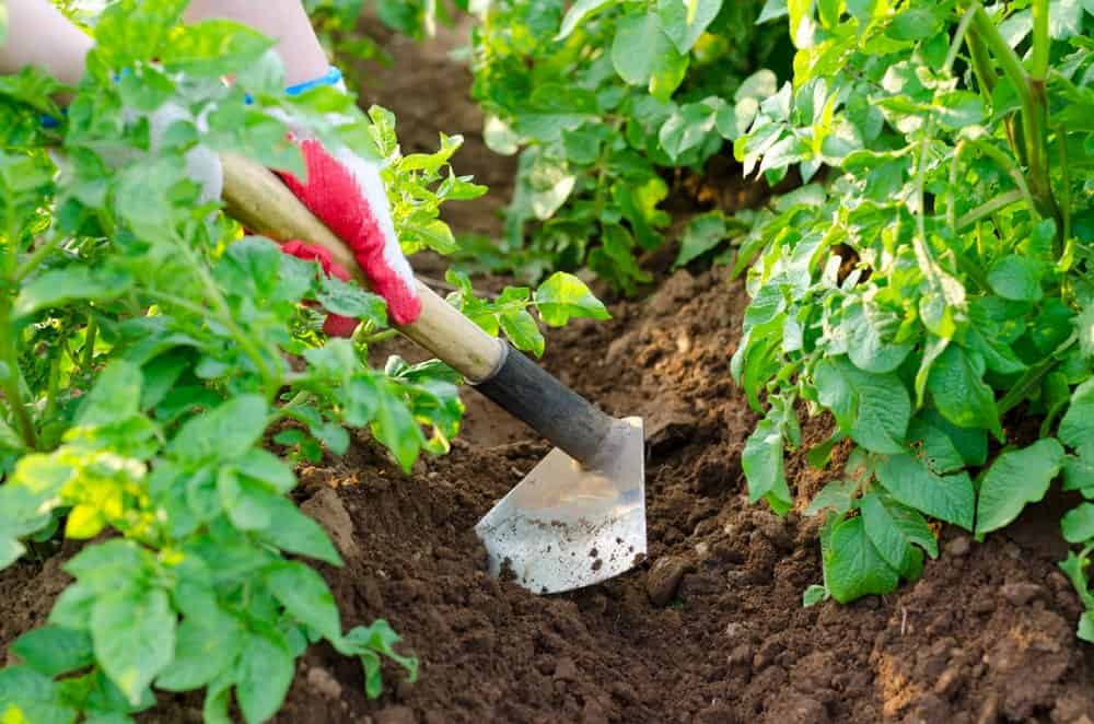 锄头用于挖开土壤种植庄稼。