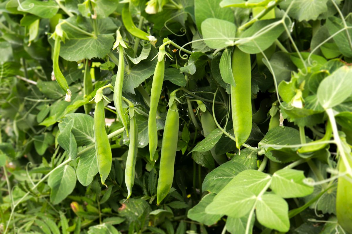 一株可食用的一年生豌豆植物的特写照片。