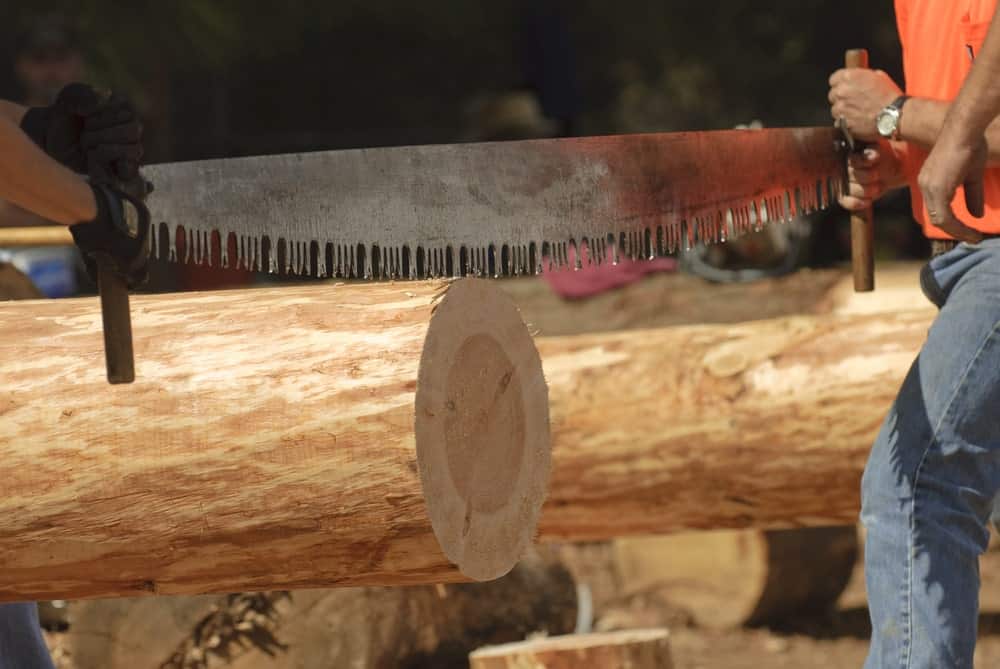 两个伐木工拿着双人横切锯的两端锯木头。