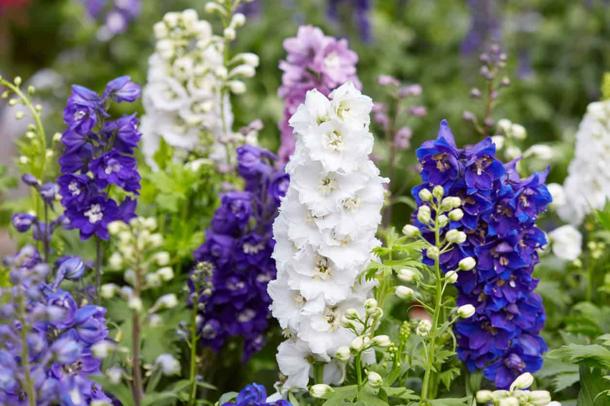 花园里的白色和紫色多年生植物。