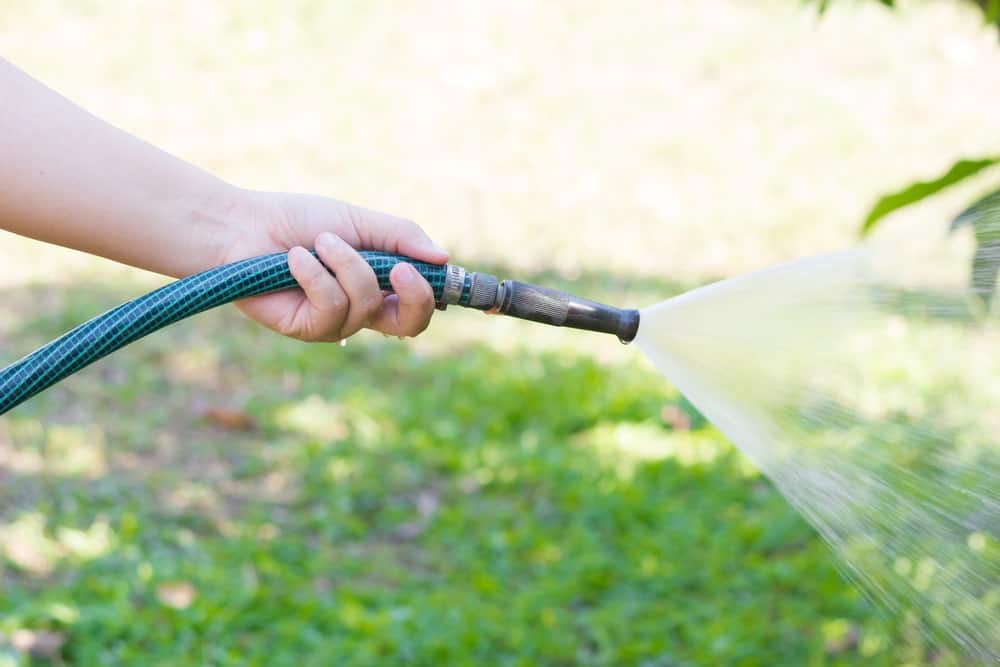 手持花园软管给植物和草坪浇水。