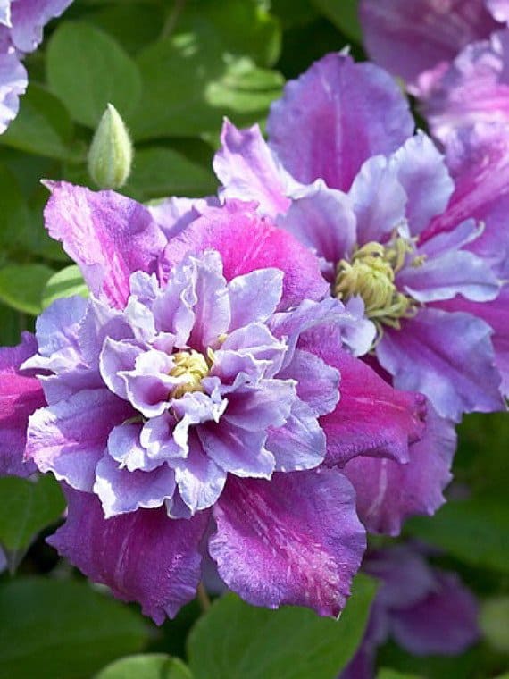 引人注目的紫色和粉红色铁线莲花，花瓣成排生长