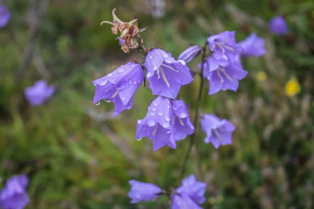 紫罗兰色桃叶花朵
