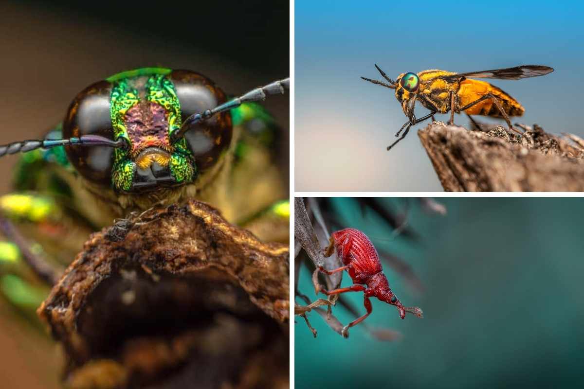 不同种类昆虫的照片拼贴。