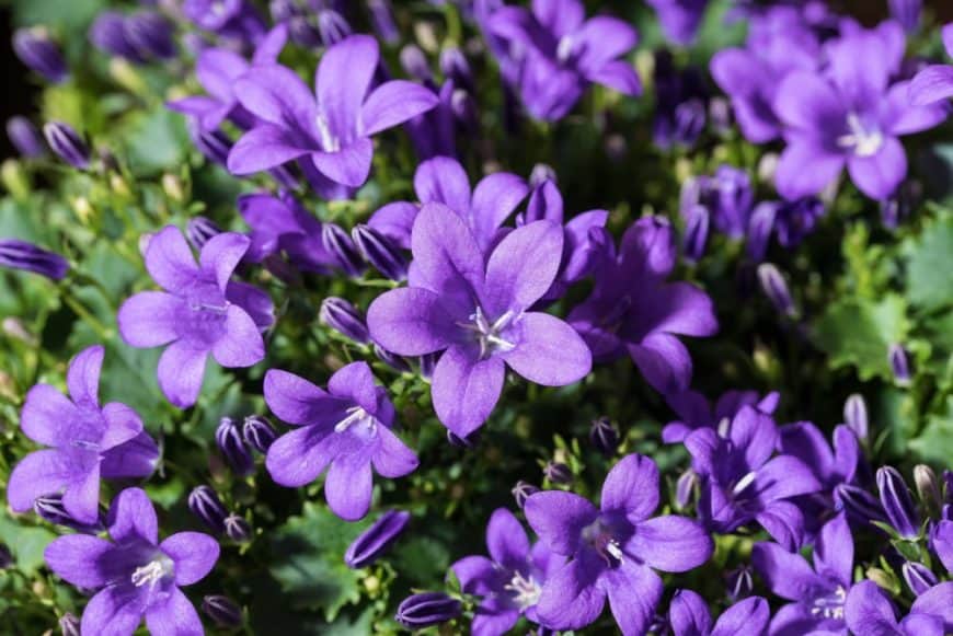 花园里有一束风铃花