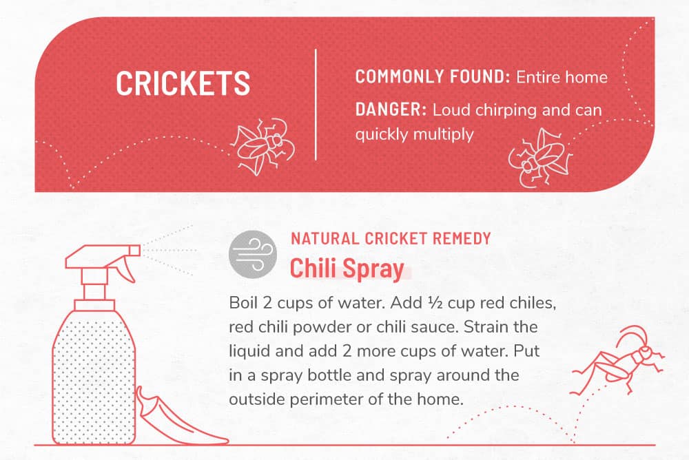 关于蟋蟀的信息图表。