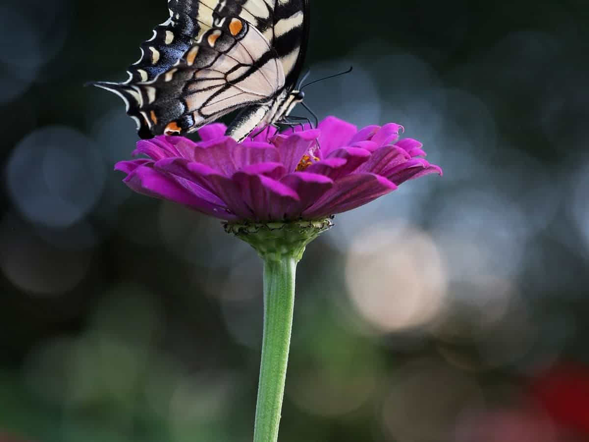 一只美丽的蝴蝶在紫色的花上。