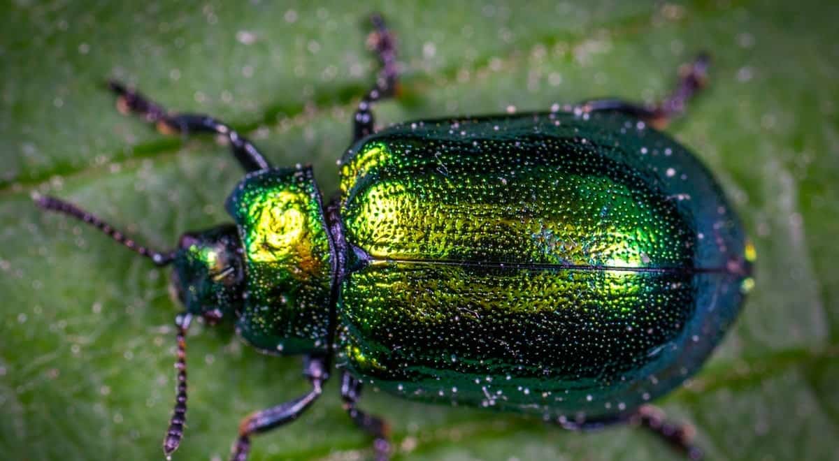 一只宝石甲虫站在绿叶上。