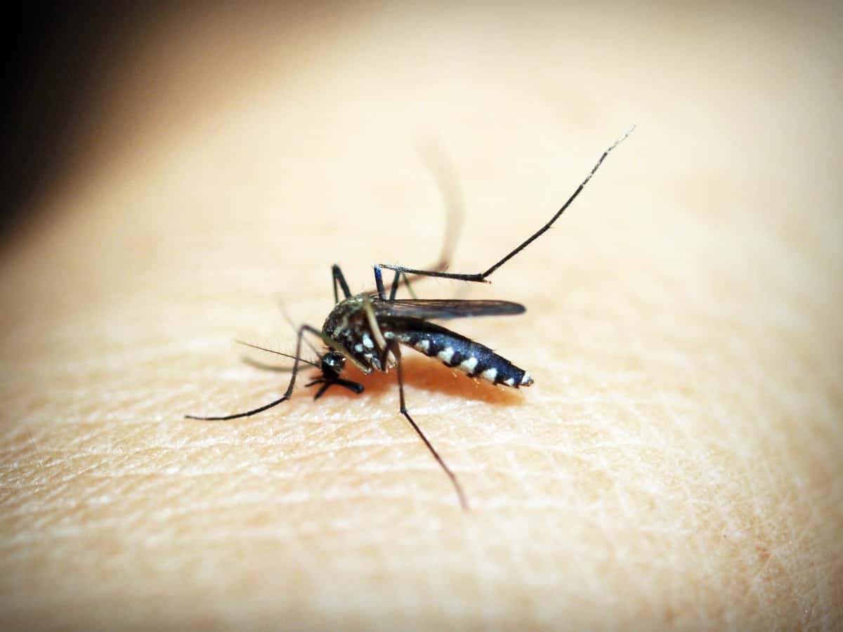 一只黑蚊子，在咬人的皮肤。