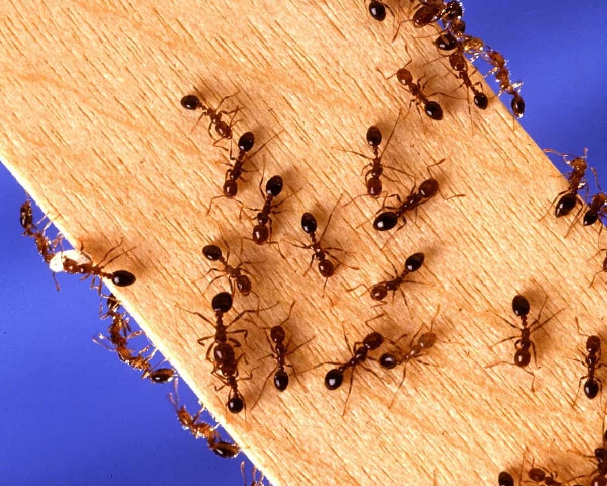 密林上的一群蚂蚁。