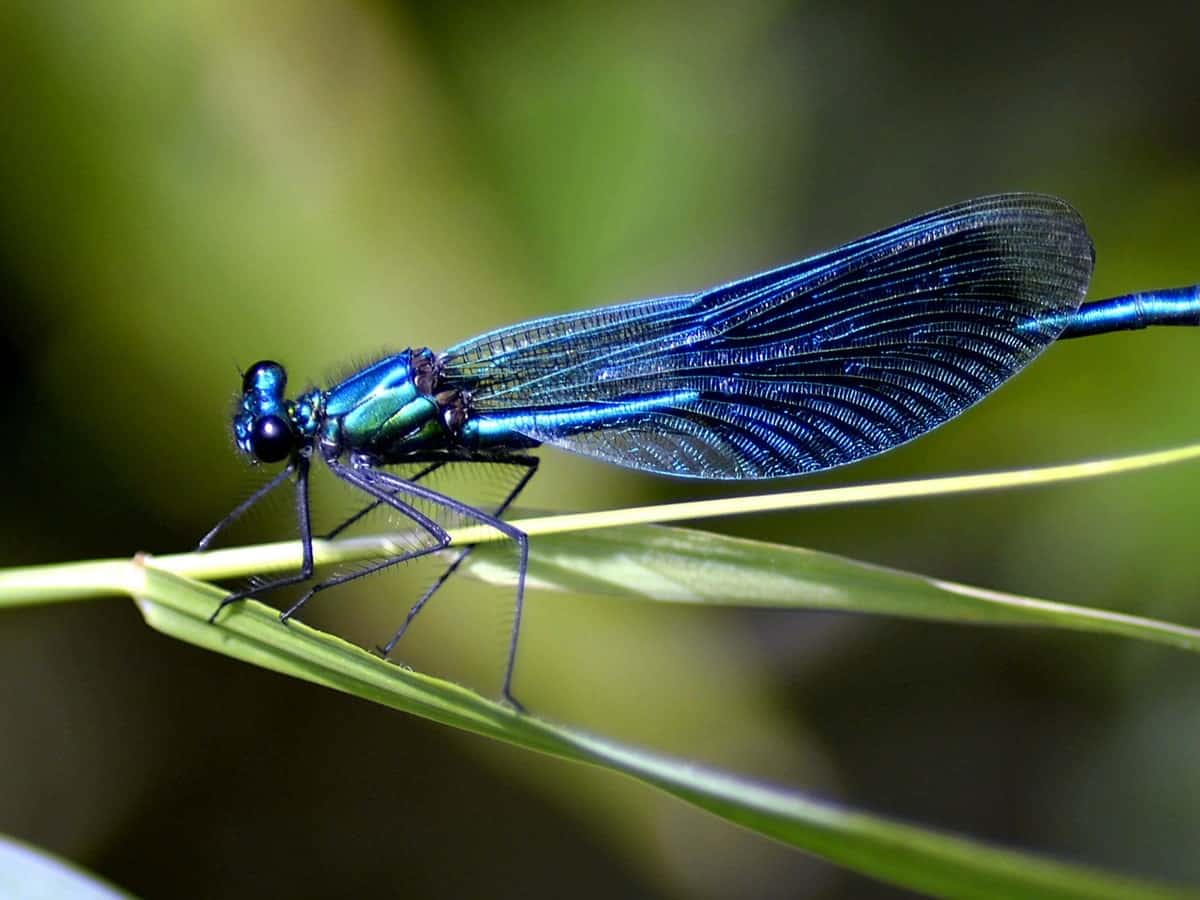 一只蓝色的蜻蜓站在一片薄薄的叶子上。
