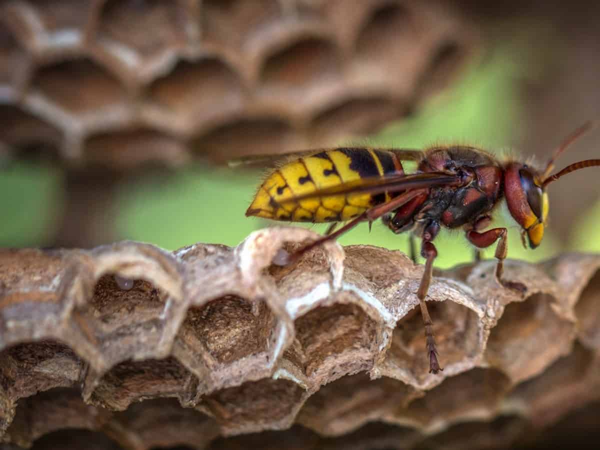 一只黄夹克黄蜂，看起来几乎像一只蜜蜂。
