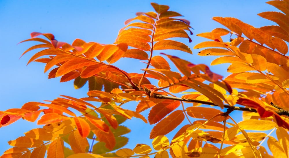 蓝色的天空映衬着南瓜灰树亮橙色的叶子
