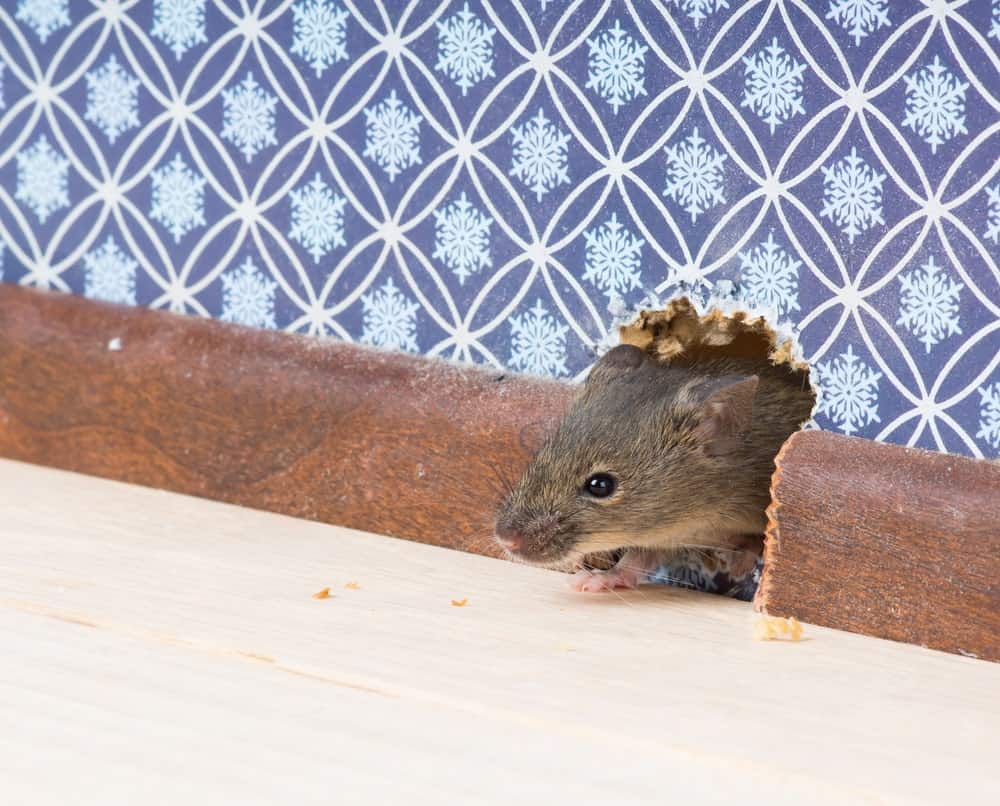 一只家鼠在墙上钻了个洞，想钻进去