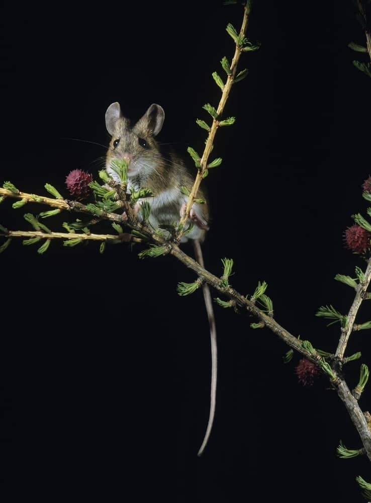 一只长着袋鼠样耳朵的老鼠正在吃灌木丛里的浆果