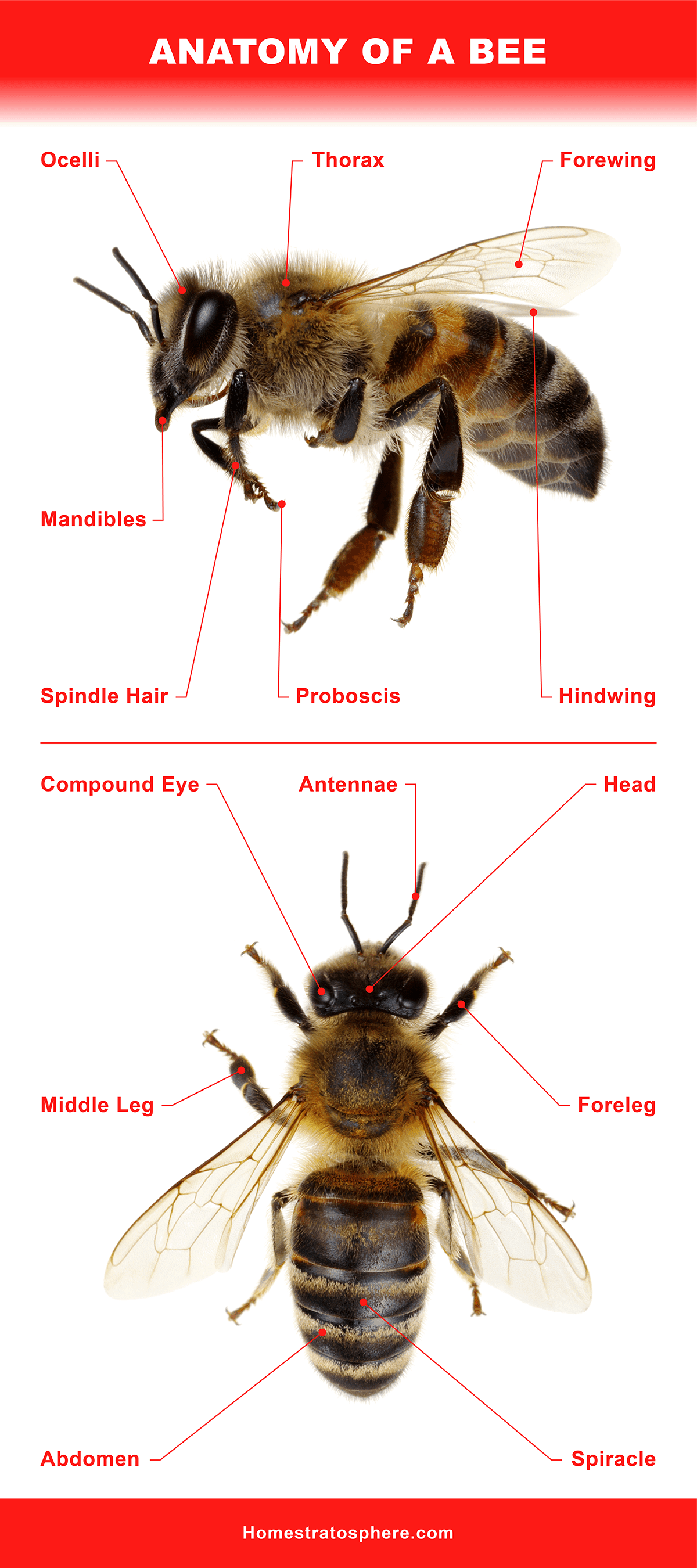 蜜蜂的解剖