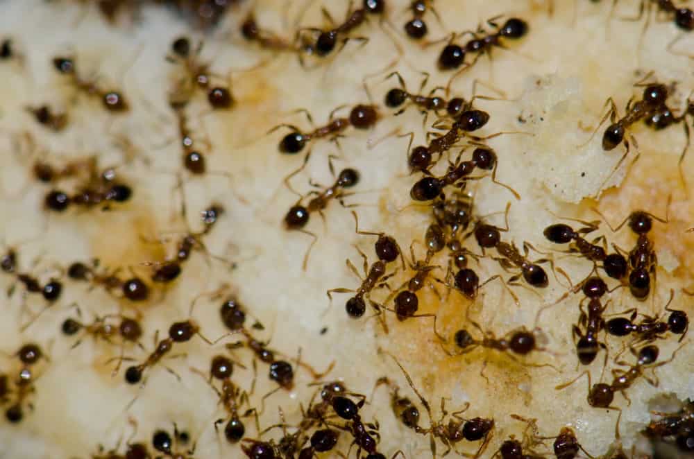 一群深棕色的阿根廷蚂蚁