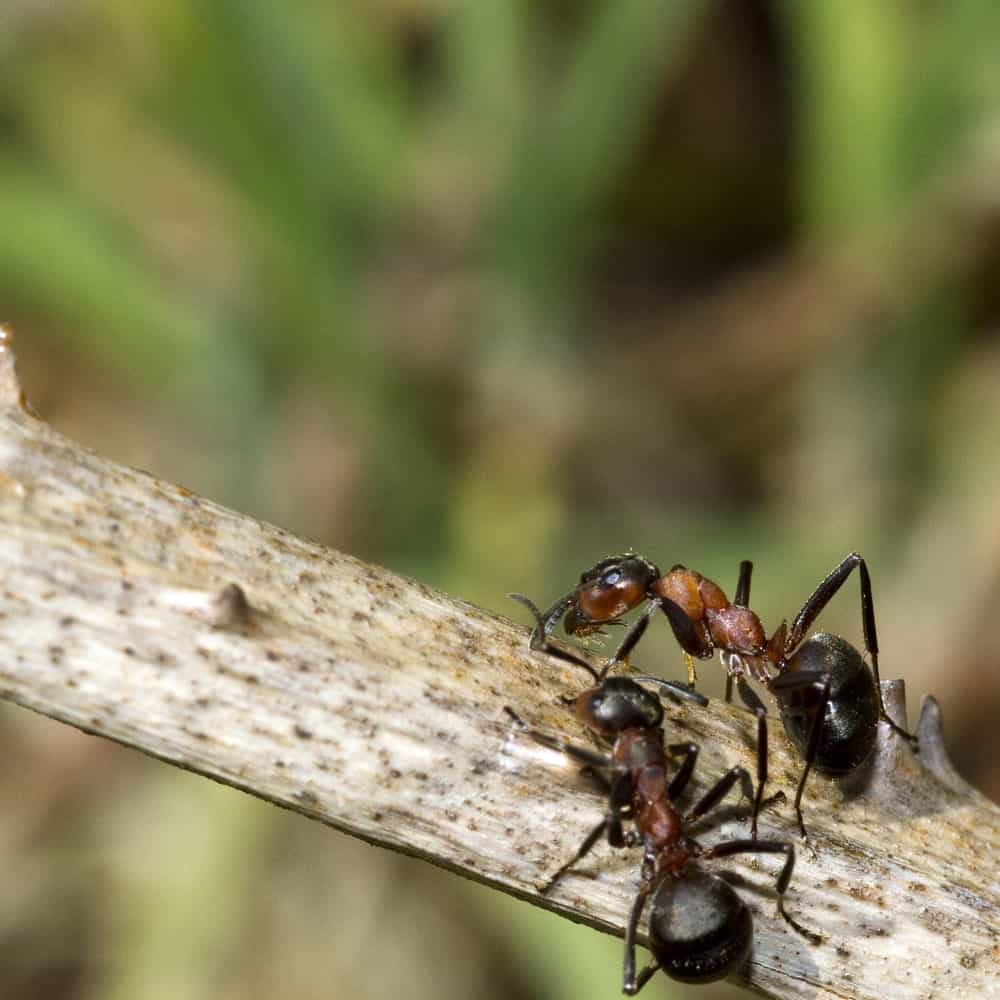 :成群的黄草甸蚂蚁进食幼虫