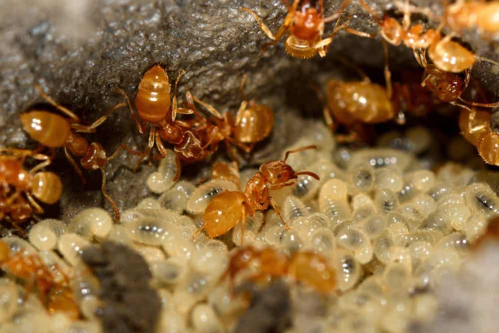 成群的黄草甸蚂蚁喂养幼虫