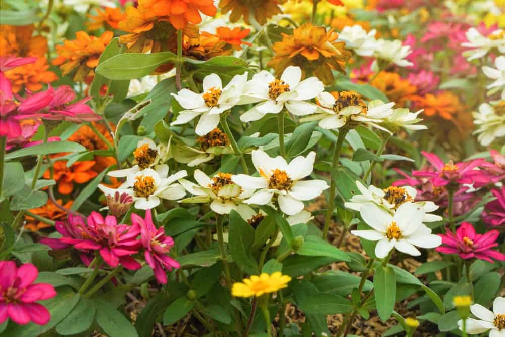 Zinnias