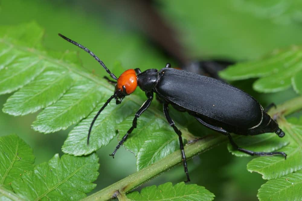 一只黑水泡甲虫