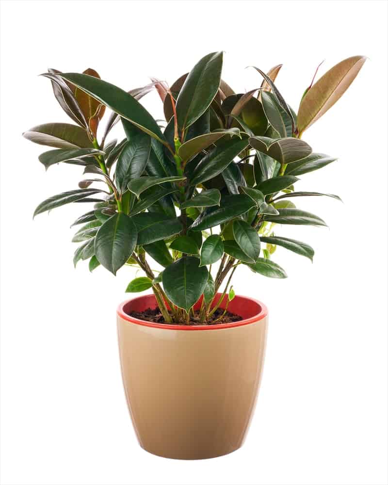 一种用作室内植物的榕属植物