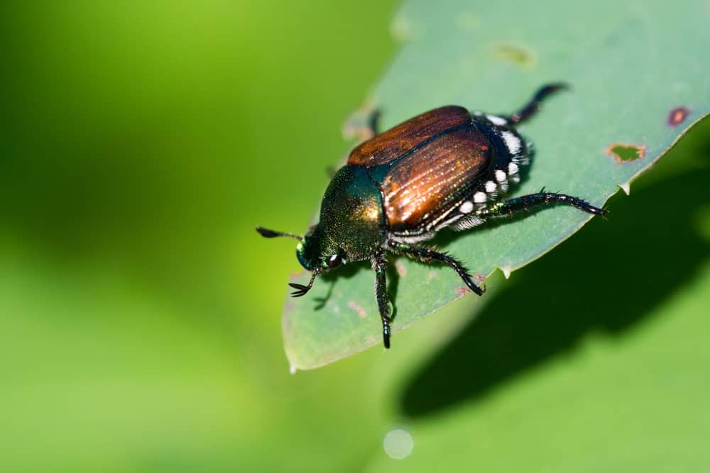 野外的日本甲虫