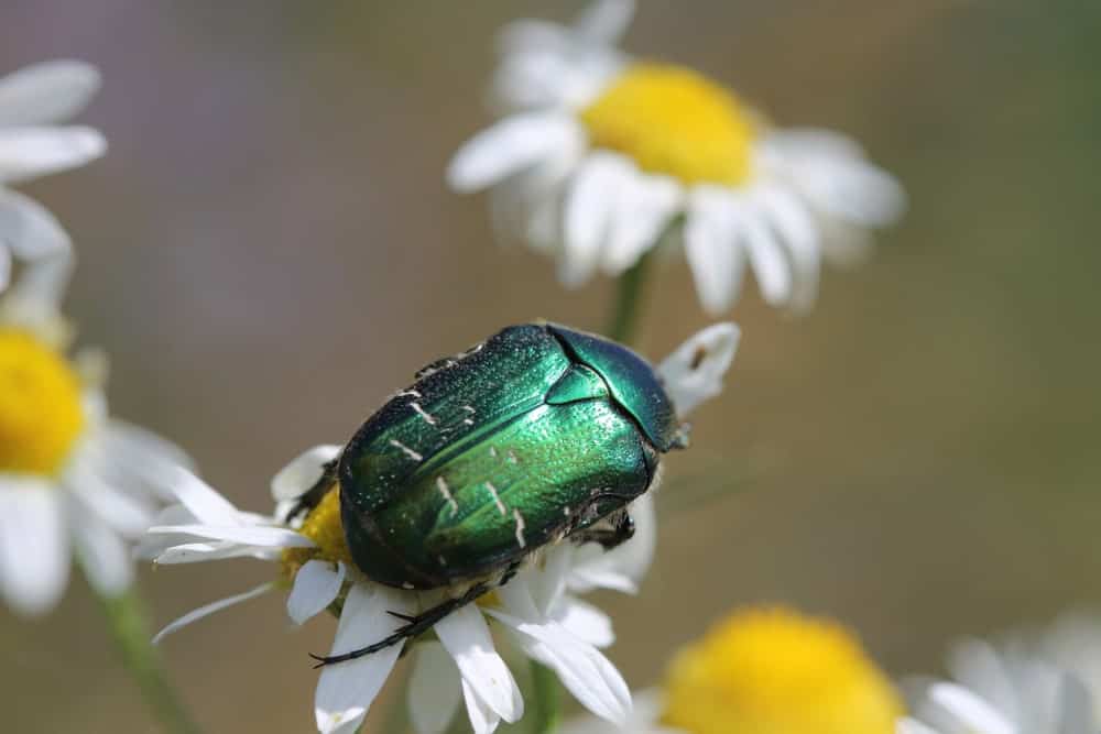 一只小巧美丽的六月甲虫