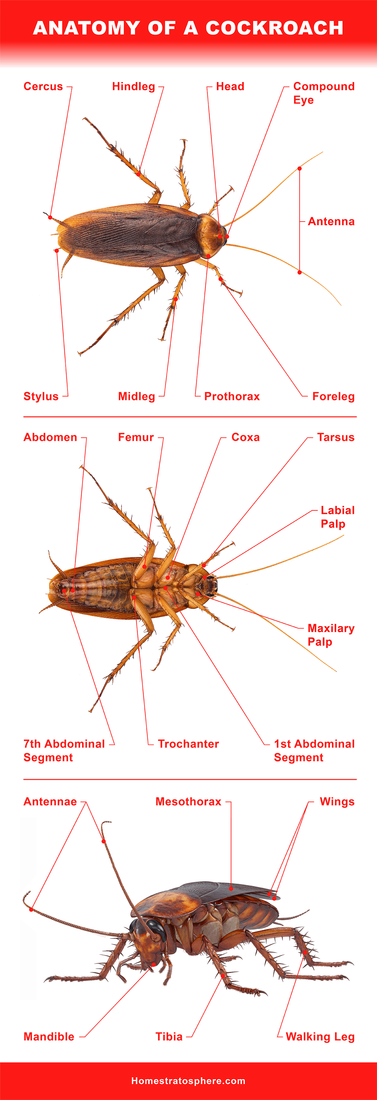 蟑螂的解剖