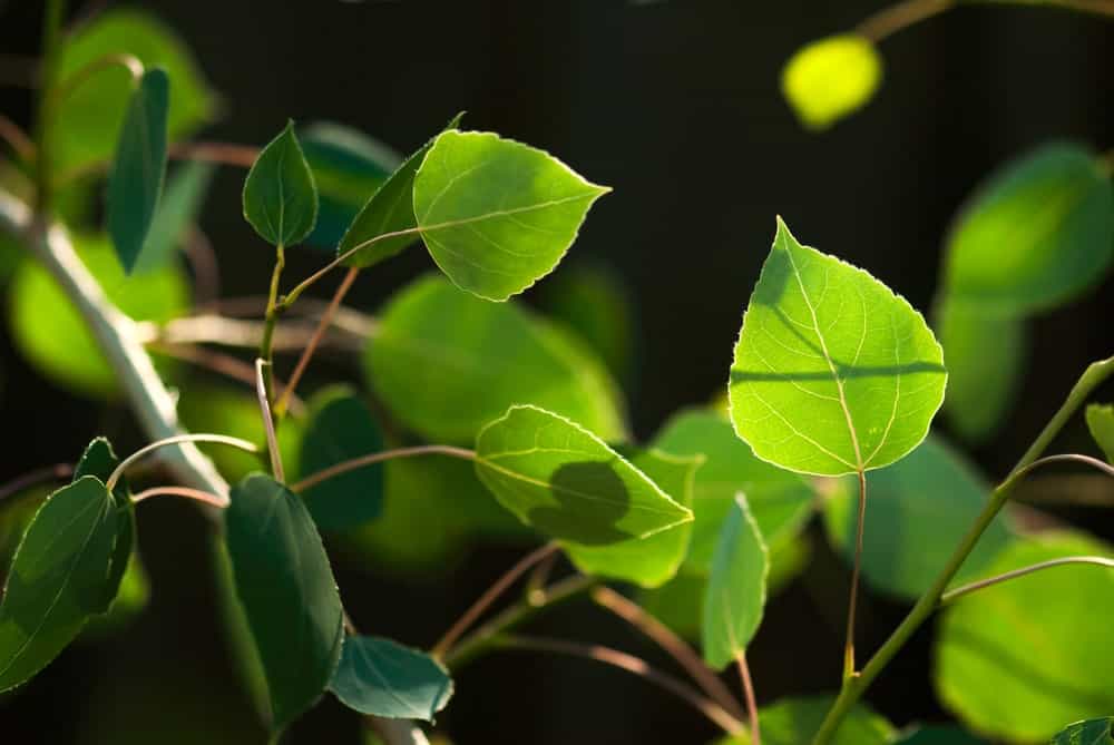 一棵颤抖的白杨树的绿叶在夏天的阳光下发光，在它们的自然栖息地。
