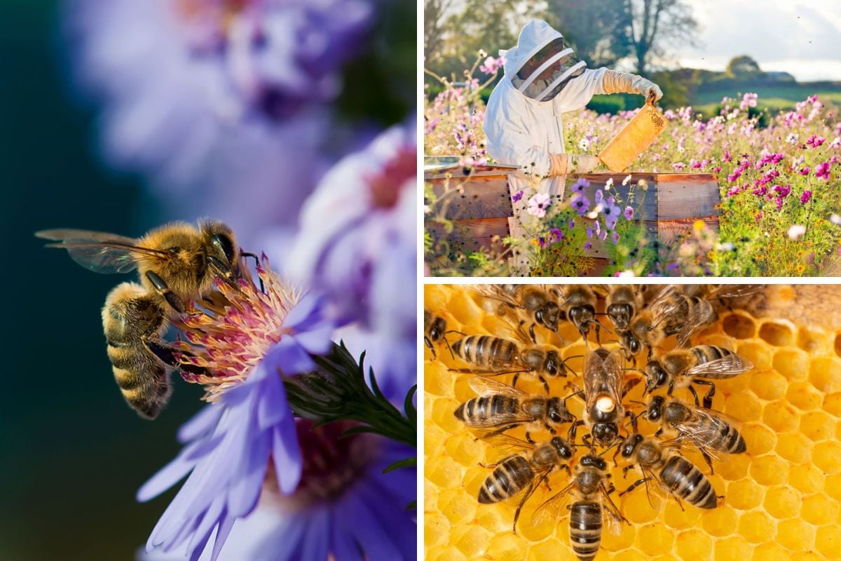 蓝色紫菀上的蜜蜂;养蜂人检查蜂蜜的蜂巢名声;蜂群中蜜蜂围着蜂王