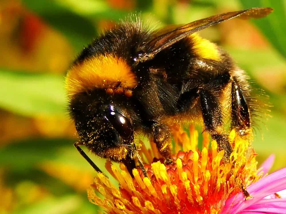 大黄蜂在花上授粉